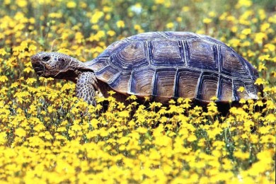 Черепахи - неприхотливые питомцы для вашего дома