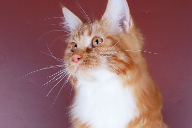 Как обещала