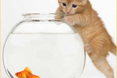 Рыбка и кошаки