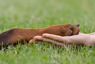 Что нужно знать, прежде чем заводить собаку?