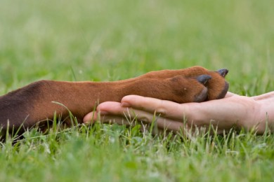 Что нужно знать, прежде чем заводить собаку?
