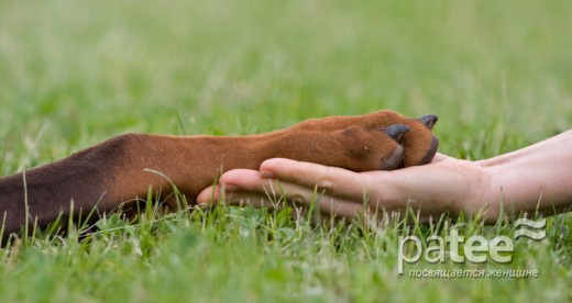 Что нужно знать, прежде чем заводить собаку?
