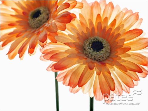 Чем очистить квартиру от грязи?