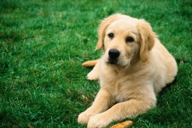 8 распространенных ошибок, которые допускают владельцы собак