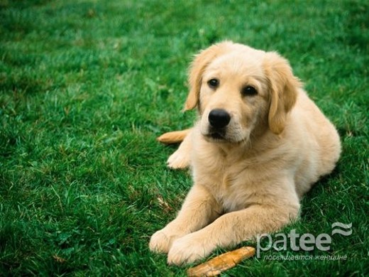 8 распространенных ошибок, которые допускают владельцы собак