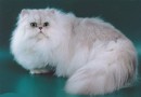 Кошка – персидская шиншилла