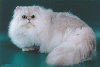Кошка – персидская шиншилла