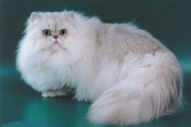 Кошка – персидская шиншилла