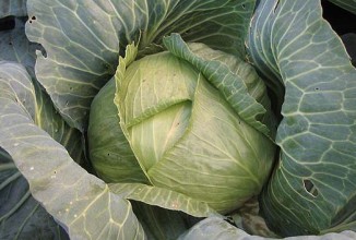 В чем заключается польза капусты?