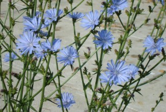 Все о свойствах цикория