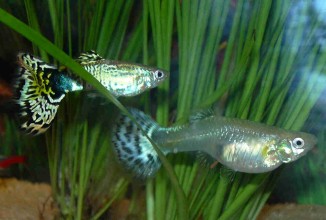 Аквариумные рыбки гуппи
