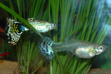 Аквариумные рыбки гуппи