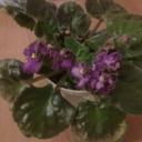 Александра Новикова