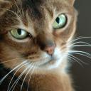 Елена Елена