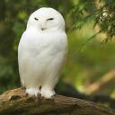 Елена Дегтярева