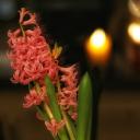 Алла Демидова