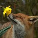 Анастасия Лиса