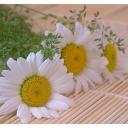 Светлана Кузьмина