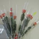 Екатерина Я