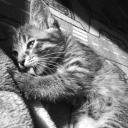 марина джавадова