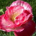 Татьяна Еникеева