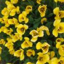 Александрина Кузенкова