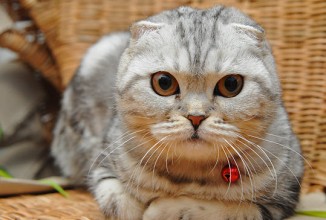 В одном из ресторанов Екатеринбурга в штатном расписании числится… кошка