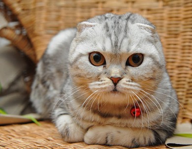 В одном из ресторанов Екатеринбурга в штатном расписании числится… кошка