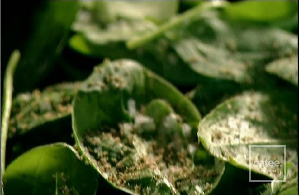 Равиоли со шпинатом и рикоттой - Шаг 2