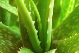 Комнатное растение поможет избавиться от боли