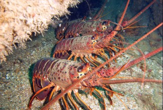 Посетители ресторана в Сардинии выпустили на волю заказанных омаров