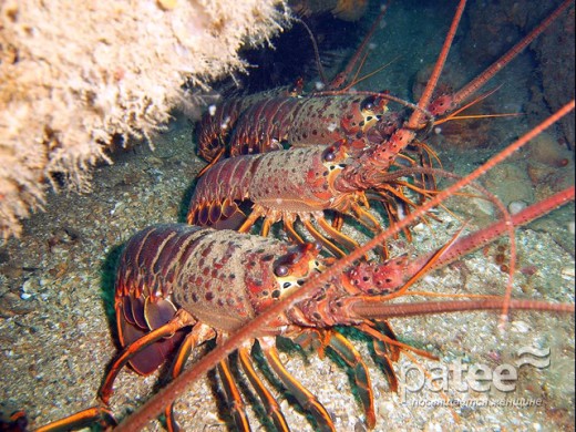 Посетители ресторана в Сардинии выпустили на волю заказанных омаров