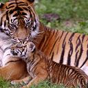 Ираида Ильенко