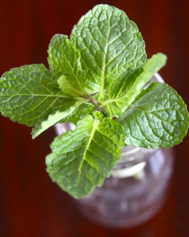 Мятный джулеп - Шаг 1