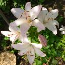 ирина ирина