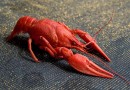 В Швеции скоро стартует сезон раков