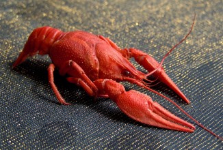 В Швеции скоро стартует сезон раков