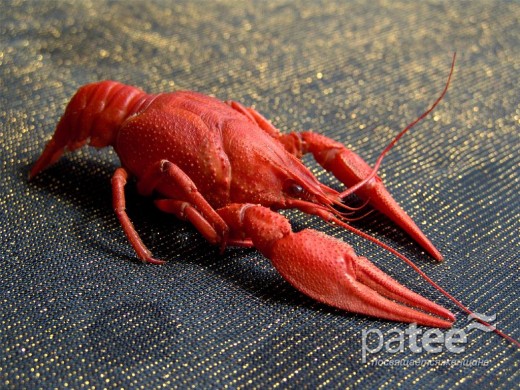 В Швеции скоро стартует сезон раков