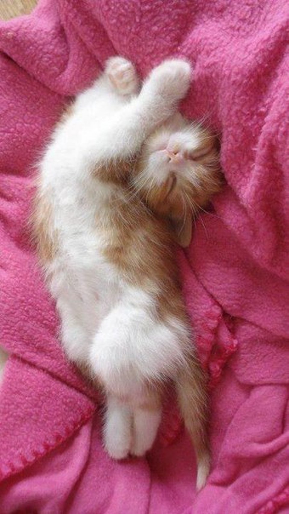 Красивый котенок во сне. Спящие котята. Сонный котенок. Котенок проснулся.