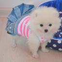 ольга шлегель