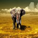 Андрей Асмолков