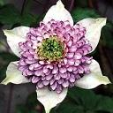 Оксана xenox79