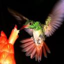 Ирина Белозерцева