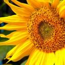 надя гарина