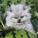 Дарья Саповская