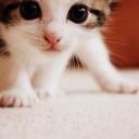 Юлия Притула