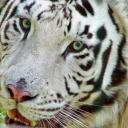 Наталья Горбунова