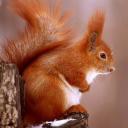 ОКСАНАМИЛАШКА РЫЖИК