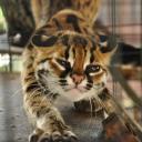 наталья казанцева