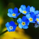 Наталья Незабудка